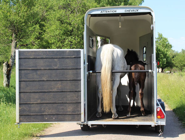 van 1 cheval